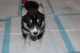 Siberian Husky Puppies for sale in Lindon, UT, USA. price: NA