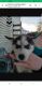 Siberian Husky Puppies for sale in 510 Martin St, Greenville, OH 45331, USA. price: NA