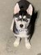 Siberian Husky Puppies for sale in Aurora, CO 80015, USA. price: NA