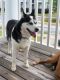 Siberian Husky Puppies for sale in Fort Stewart, GA, USA. price: $400