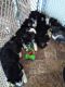 Siberian Husky Puppies for sale in Azle, TX 76020, USA. price: $500