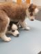 Siberian Husky Puppies for sale in Gastonia, NC, USA. price: $700