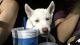 Siberian Husky Puppies for sale in 339 Perch Horizon, San Antonio, TX 78253, USA. price: NA