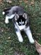 Siberian Husky Puppies for sale in 633 Caribou Ct, Kissimmee, FL 34759, USA. price: NA