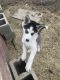 Siberian Husky Puppies for sale in Bonners Ferry, ID 83805, USA. price: NA