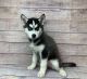 Siberian Husky Puppies for sale in Charlottesville, VA, USA. price: NA