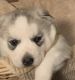 Siberian Husky Puppies for sale in Kenosha County, WI, USA. price: NA