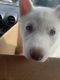 Siberian Husky Puppies for sale in Longview, WA, USA. price: $1,200
