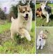 Siberian Husky Puppies for sale in Austin County, TX, USA. price: NA