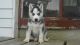Siberian Husky Puppies for sale in Dalton, MA, USA. price: NA
