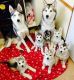 Siberian Husky Puppies for sale in Knoxville, TN, USA. price: $650