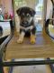 Siberian Husky Puppies for sale in 21400 SW 224th St, Miami, FL 33170, USA. price: NA