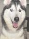 Siberian Husky Puppies for sale in Richmond, TX, USA. price: $400