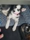 Siberian Husky Puppies for sale in Hudsonville, MI 49426, USA. price: $3,000