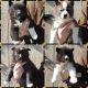 Siberian Husky Puppies for sale in Swansea, MA, USA. price: $1,750