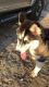 Siberian Husky Puppies for sale in 3469 Linkwood St, New Port Richey, FL 34652, USA. price: NA