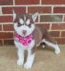 Siberian Husky Puppies for sale in 12407 Antwerp Rd, Grabill, IN 46741, USA. price: NA