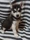Siberian Husky Puppies for sale in 12407 Antwerp Rd, Grabill, IN 46741, USA. price: NA