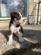 Siberian Husky Puppies for sale in Cedar Rapids, IA 52404, USA. price: $500