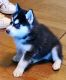 Siberian Husky Puppies for sale in Georgetown, KY 40324, USA. price: NA