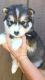 Siberian Husky Puppies for sale in 222 W Ridge Rd, Jonesborough, TN 37659, USA. price: $600