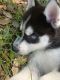Siberian Husky Puppies for sale in Florida Center, Orlando, FL, USA. price: NA
