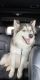 Siberian Husky Puppies for sale in Palermo, NY 13069, USA. price: NA
