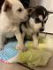 Siberian Husky Puppies for sale in Duluth, GA 30096, USA. price: $800
