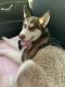 Siberian Husky Puppies for sale in 432 E Melrose St, Marion Heights, PA 17832, USA. price: NA