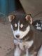 Siberian Husky Puppies for sale in Snowflake, AZ 85937, USA. price: $750