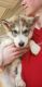 Siberian Husky Puppies for sale in Dunnegan, MO 65640, USA. price: NA