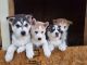 Siberian Husky Puppies for sale in Manteca, CA, USA. price: NA
