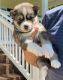 Siberian Husky Puppies for sale in 310 Country Estates Rd, Woodruff, SC 29388, USA. price: NA