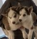 Siberian Husky Puppies for sale in Birmingham, AL 35201, USA. price: NA