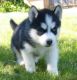 Siberian Husky Puppies for sale in 1354 N G St, San Bernardino, CA 92405, USA. price: NA