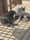 Siberian Husky Puppies for sale in Waynesville, MO 65583, USA. price: $100