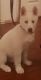 Siberian Husky Puppies for sale in Puyallup, WA, USA. price: NA