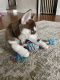 Siberian Husky Puppies for sale in Mohnton, PA 19540, USA. price: NA