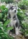 Siberian Husky Puppies for sale in Salina, KS, USA. price: NA