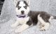 Siberian Husky Puppies for sale in Thetford Center, Thetford, VT, USA. price: $600