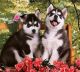 Siberian Husky Puppies for sale in Boise, ID, USA. price: NA
