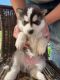 Siberian Husky Puppies for sale in Las Vegas Convention Center, 3150 Paradise Rd, Las Vegas, NV 89109, USA. price: NA