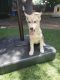 Siberian Husky Puppies for sale in Chula Vista, CA 91911, USA. price: $600