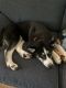 Siberian Husky Puppies for sale in Wausau, WI, USA. price: $1,600