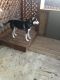Siberian Husky Puppies for sale in Denver, CO 80215, USA. price: $600