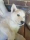 Siberian Husky Puppies for sale in Waynesboro, PA 17268, USA. price: NA