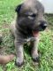 Siberian Husky Puppies for sale in 5716 Arrowood Ln, Raleigh, NC 27606, USA. price: $300