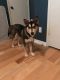 Siberian Husky Puppies for sale in Lakeside, TX 76135, USA. price: NA