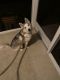 Siberian Husky Puppies for sale in 2500 Poplar Grove Pl, Summerville, SC 29483, USA. price: $300
