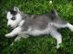 Siberian Husky Puppies for sale in Decatur, AL, USA. price: $900